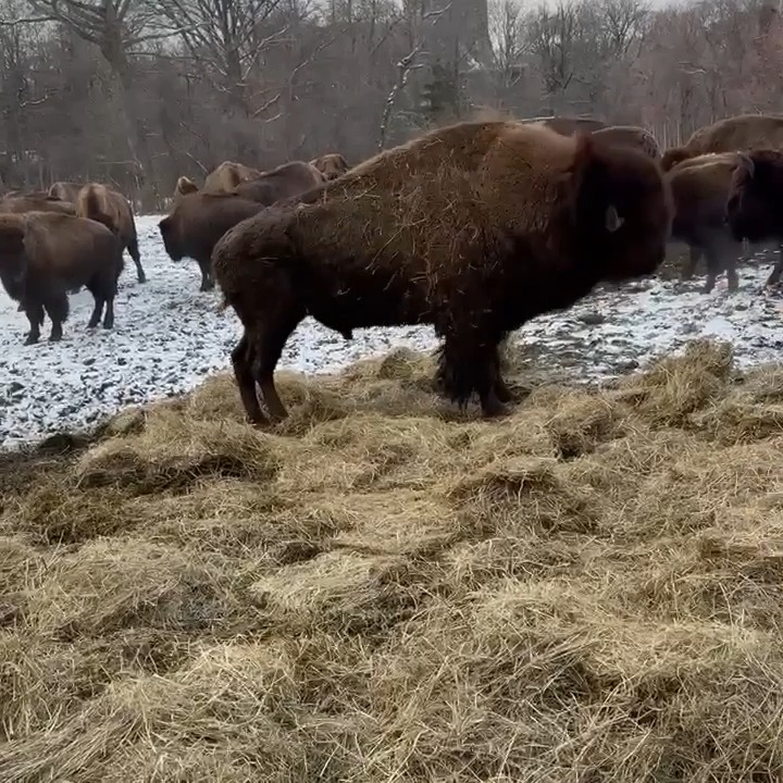 Who loves hay? Our bison, that’s who! It’s hard not to smile when you catch a glimpse of our bison romping and rolling in fresh bales of hay, added to their habitat by their dedicated keepers. This cheerful #MomentOfZoo comes to you from Senior Keeper Carlos.
