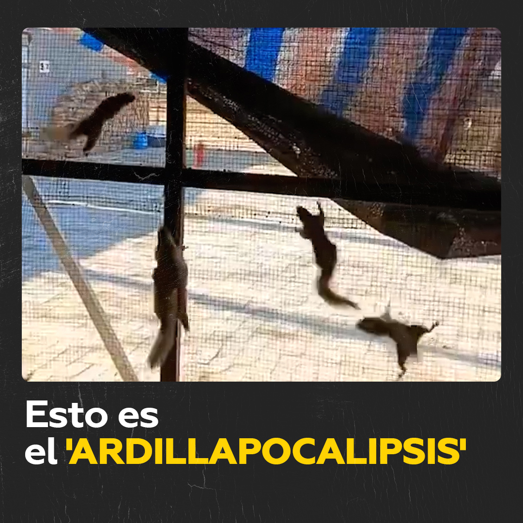 Perturba un ‘escondite’ de decenas de ardillas y esto sucede Si creen que las ardillas son siempre criaturas lindas y entrañables y no pueden dar miedo, entonces este video podría hacerles cambiar de opinión.