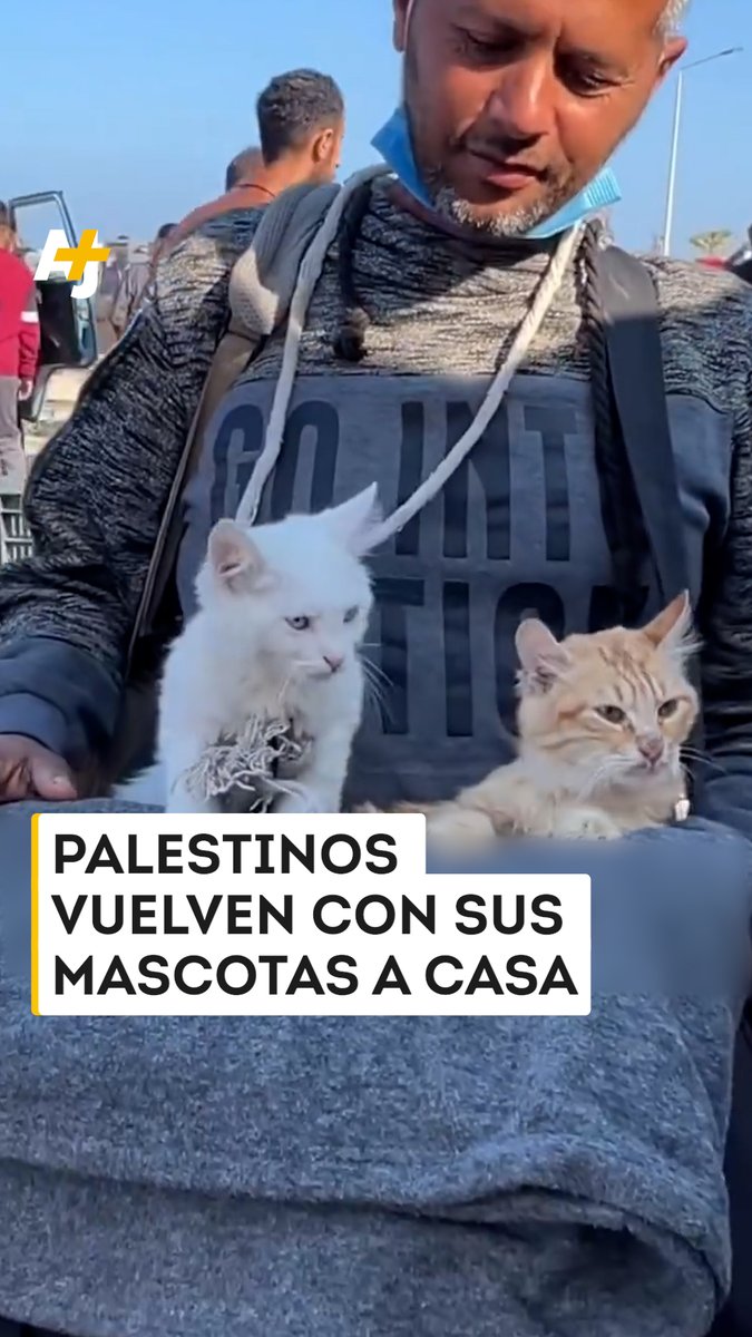 Los palestinos regresan a sus hogares con todo lo que tienen, incluidos gatos y perros.