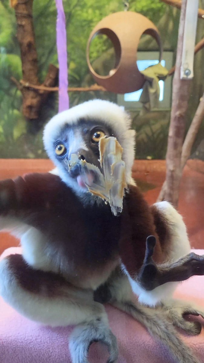 Julia just turned 11! 🎉💖 The primate team decked out the Coquerel's sifaka habitat with heart-shaped peanut butter spreads and colorful streamers. Julia and her son, Lucian, had a blast bouncing around, chasing each other, and snacking on their favorite treat! 🥜🎂