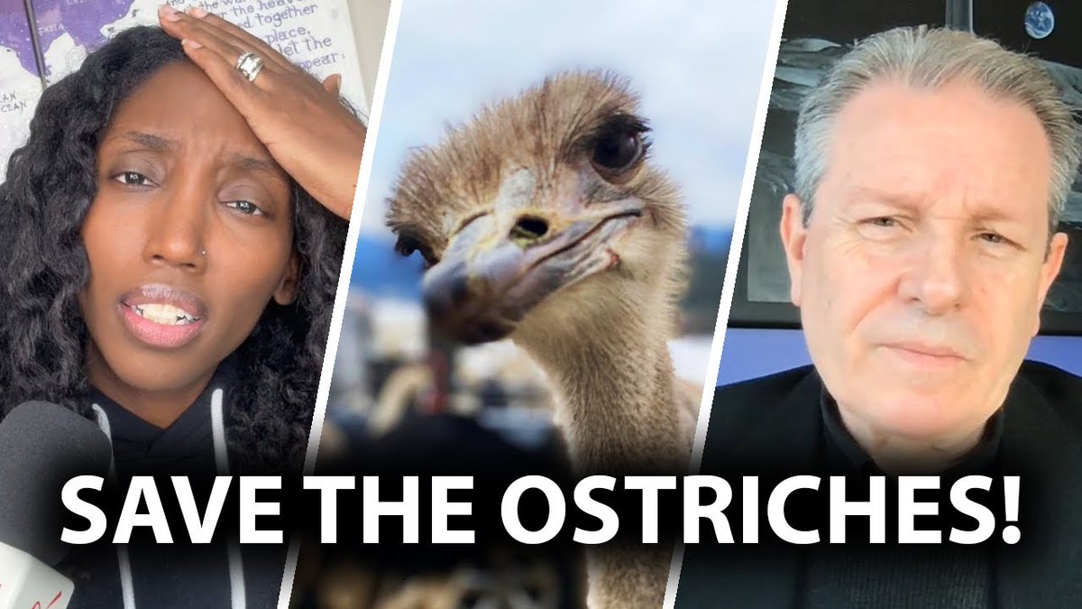 Scientist sounds alarm over Canada’s decision to kill ostriches likely to have herd immunity The clock is ticking for Universal Ostrich Farms in Edgewood, British Columbia. By February 1, the Canadian Food Inspection Agency (CFIA) has ordered the killing and disposal of over 400 ostriches, despite the farmers claiming their flock has developed natural immunity and is currently healthy. This devastating order not only threatens the farmers’ livelihood and the lives of the ostriches they love like family, but it also jeopardizes critical scientific research. These exotic birds’ eggs have been used in a university in Japan, where a scientist and their team are developing strong antibody solutions for viruses like avian flu and the coronavirus. Most unsettling for the farmers is that they are being ordered to kill the 400 exotic birds even though the flock is asymptomatic and appears to have robust immunity to avian flu. The farmers also claim the CFIA is preventing them from conducting antibody testing to confirm their birds' health, relying instead on PCR tests conducted by the CFIA on two of their deceased birds. According to Dr. Steven Pelech, a UBC neurology professor in the Department of Medicine, the test used by the CFIA is similar to the PCR test deployed during COVID-19. “It’s probably used at the same, what we call cycle threshold number, which means that you probably have about a 90% false positive rate,” Pelech told Rebel News. This statement aligns with comments by the late biochemist and PCR test creator Kary Mullis, who once said, “With PCR, if you do it well, you can find almost anything in anybody… it doesn't tell you that you're sick, and it doesn’t tell you that what you ended up with was really going to hurt you or anything like that.” Dr. Pelech, who is also the President & Chief Scientific Officer of Kinexus Bioinformatics Corporation, an organization that developed reliable SARS-CoV-2 antibody testing during the declared COVID-19 pandemic, believes the seemingly healthy ostriches could play a critical role in advancing antibody testing for avian flu in birds. “We need to put a pause on this termination until we can get more information and see how the scientific community can benefit from this,” stated Pelech. Rebel News reached out to the CFIA for clarification on why antibody testing is not being conducted, how the scientific value of the ostriches is considered, and how humane treatment is being prioritized for the seemingly healthy flock considering the cull order. In today’s report, I bring you the latest update from the farmers and an interview with Dr. Pelech, who further explains why governments should not treat natural and herd immunity as if it’s a conspiracy theory. REPORT by Drea Humphrey: