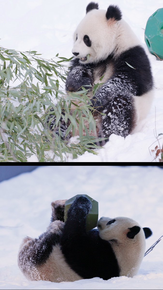🐼❤️ Bao Li and Qing Bao are adorable ambassadors for their species, and they represent so much more. They herald the next chapter of the Smithsonian’s legacy of caring for, conserving, breeding, studying, and connecting fans around the world with these rare animals. They demonstrate how friendship and partnership with Chinese colleagues can result in scientific breakthroughs that save species. And, they are beloved icons—a vibrant part of Washington, D.C.’s history and culture. . . . 🌎🎉 On Jan. 24, these #DCPandas made their public debut—and won the hearts of panda fans around the world. In our final episode of “Prepping for Pandas,” Smithsonian Secretary Lonnie Bunch, Zoo Director Brandie Smith, Washington, D.C. Mayor Muriel Bowser and Ambassador Xie Feng of the People’s Republic of China welcome panda fans back to the Zoo with a joyful cele-bear-ation in Bao Li and Qing Bao’s honor! . . . 🎉🐼 Now through Feb. 9, don’t miss the District of Panda Party—a giant celebration filled with family-friendly events, activities, live music and more! 🎟️ Reserve your FREE entry pass: . . . The District of Panda Party is made possible with the support of The Boeing Company, FedEx, Pepco and Events DC.