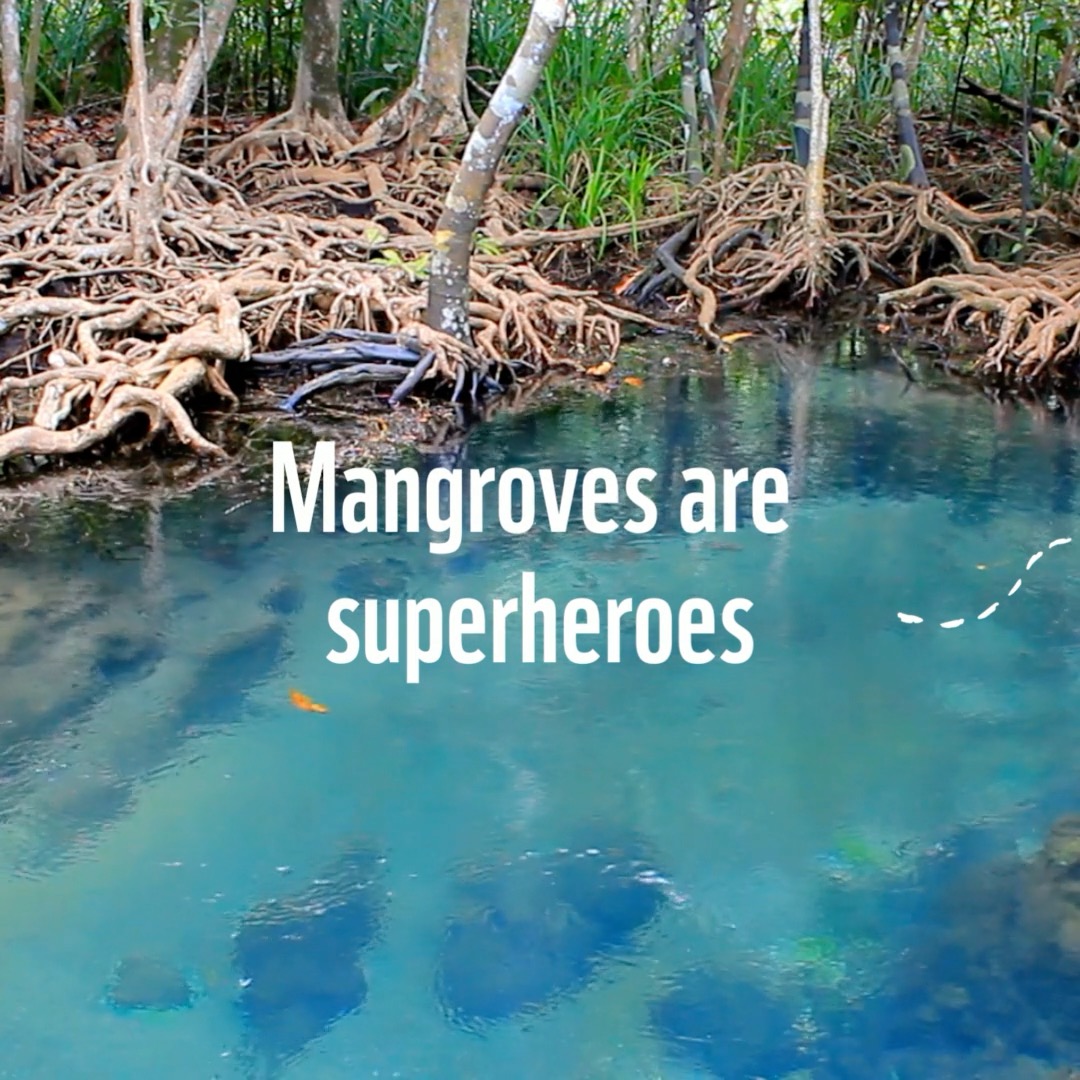 😮 This is major: without mangroves, 15 MILLION more people would be affected by floods each year. Restoring and protecting nature is one of the best ways we can help safeguard this one home we all share. #Mangroves are an amazing example of that.