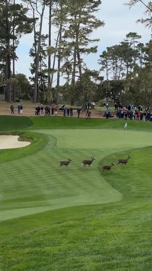 Someone needs to tell the locals to rake the bunker 🦌