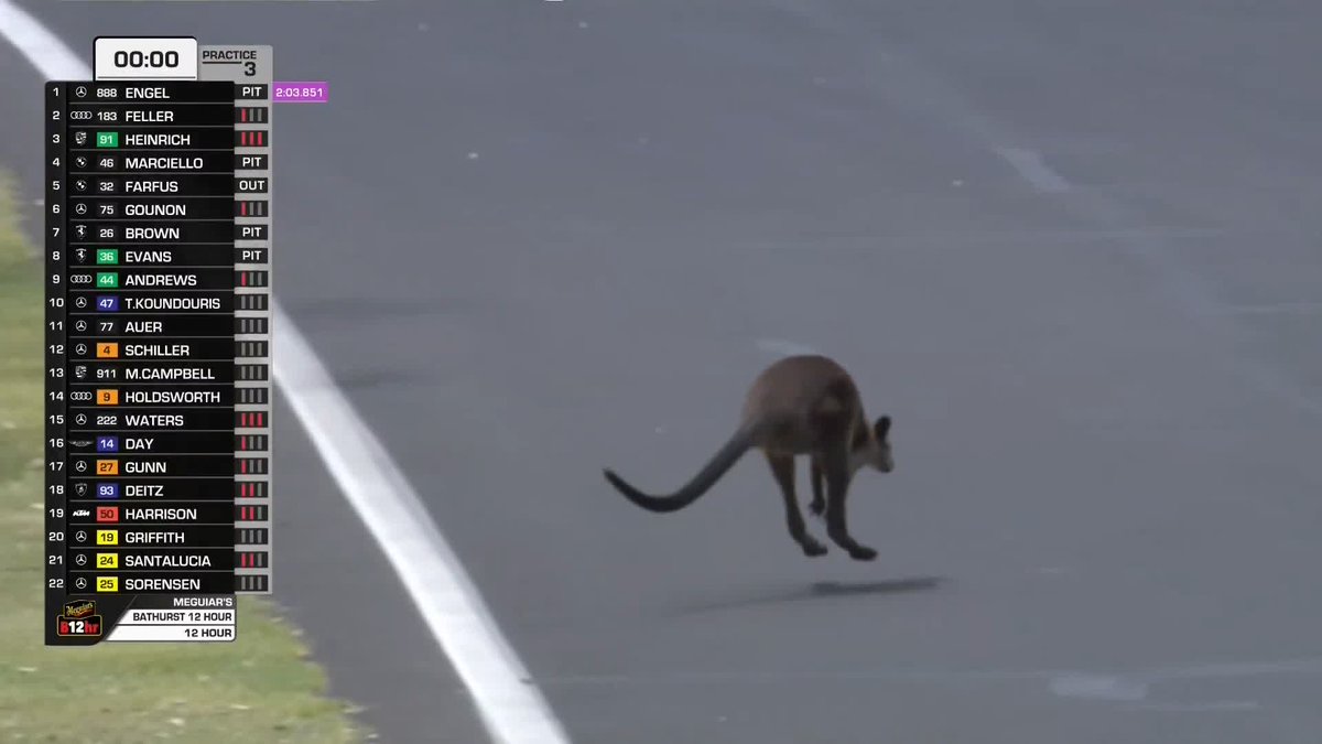 Skippy is back for his annual appearance 🦘 #B12Hr