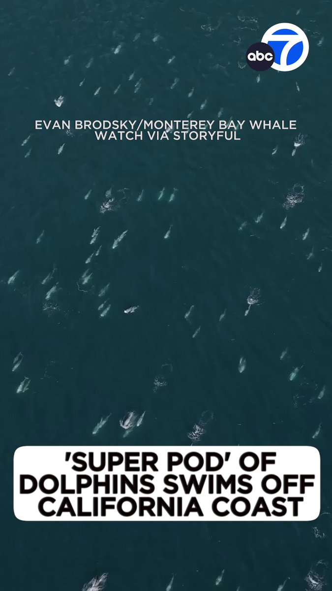 A miles-long cluster of dolphins has been filmed off the coast of California, forming an unusual "super pod" of more than 1,500 marine creatures.