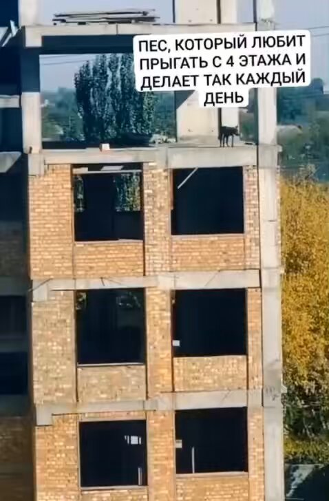 El perro que hace parkour no exis…