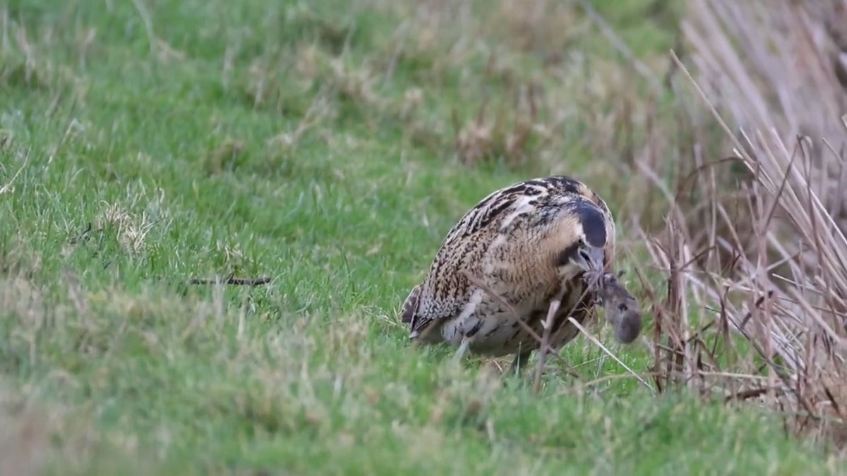 Eurasian Bittern with a vole for lunch RSPB RSPB England Elmley NNR