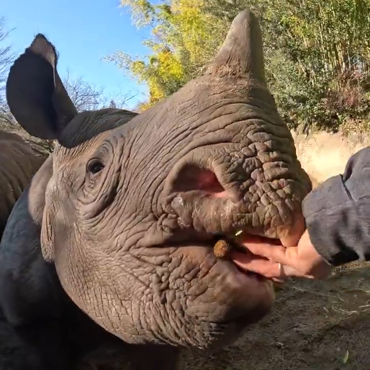 Rhino you like snacks