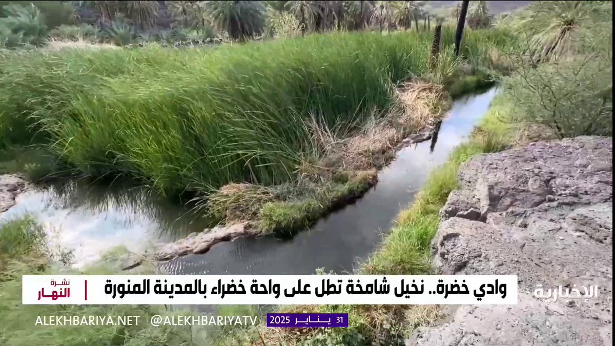 وادي خضرة.. نخيل شامخة تطل على واحة خضراء في المدينة المنورة #الإخبارية