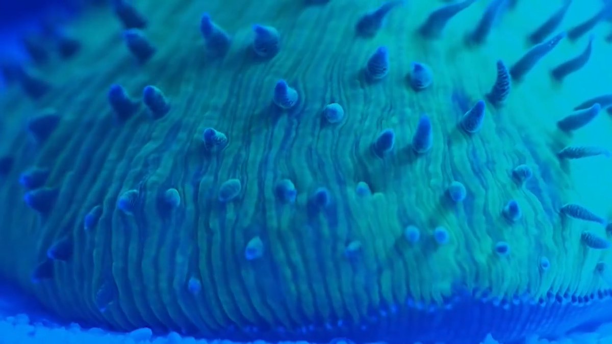 This disc coral rolls, slides, and pulses its dome-shaped body to “walk” in the direction of a light source. Learn more: News from Science