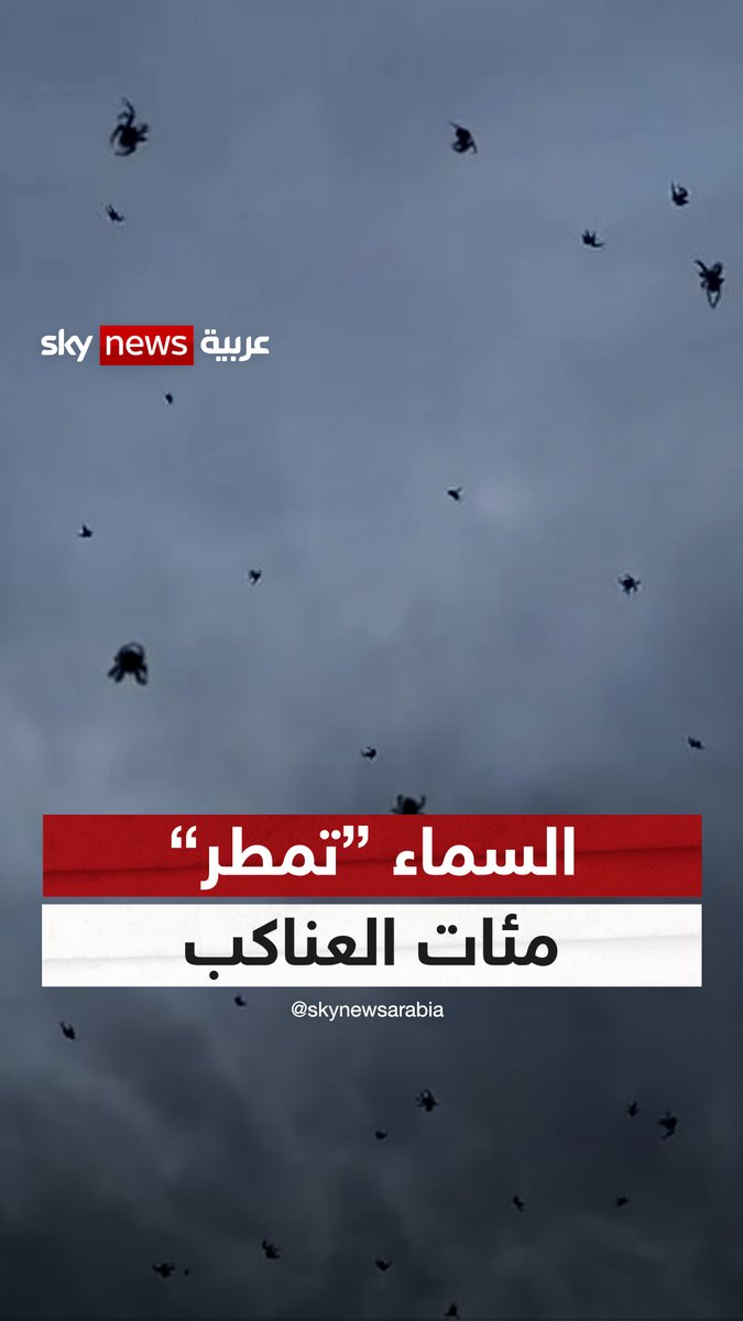 "تساقط مئات العناكب من السماء".. فيديو غريب من البرازيل يحقق انتشارا واسعا #سوشال_سكاي #البرازيل