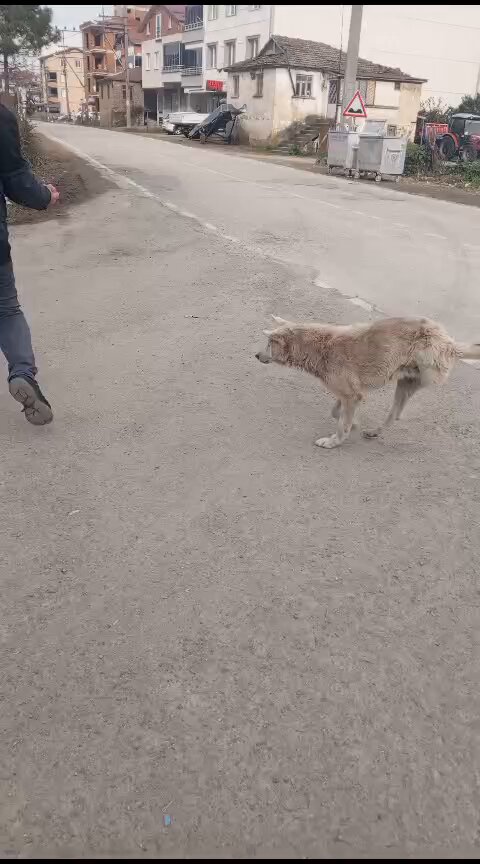 Ordu'da bir köyde ,,dayak en hafif işkencesi olmuş. Görünce dayanamadım,kaybettigim evlatlar yerine kalbime sararım 🥹 Şuanda nakilde ...nakil ihtiyacını gönüllüsü karşılıyor. Merhamet ve sevgiyle yaşayacağı günlerini görelim 🙏🪽 #AymYasayıİptalEt #yasamhakkıkutsaldir
