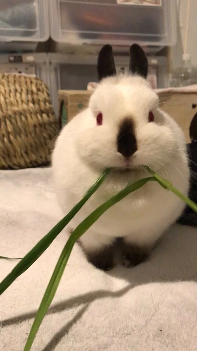 生チモシー食べる🐰うさぎ🐰
