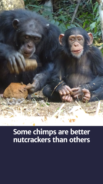 The use of stones to crack nuts is a form of tool use in chimpanzees. Being more efficient at cracking nuts with stones has direct evolutionary benefits, as individuals can eat more food with less energy expenditure. Nature Human Behaviour Nature Portfolio