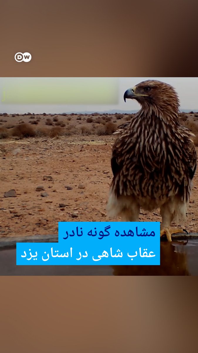 گویا ماموریت همای سعادت تا همینجا بود بقیه کارو سپرده به #عقاب_شاهی از این بامسماتر مگه داریم؟