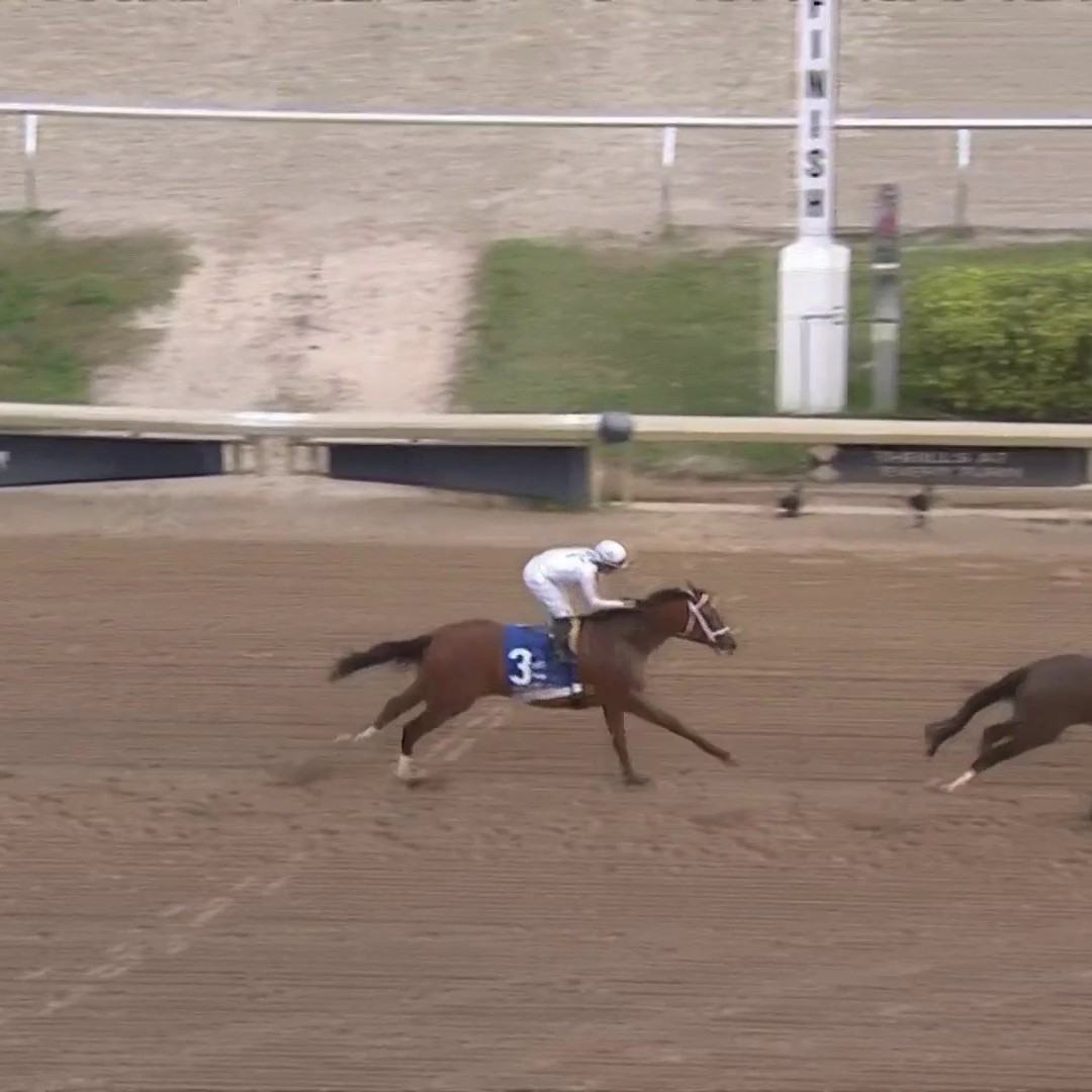 Burnham Square secures 20 Derby points after a big win in the Holy Bull Stakes! 😤