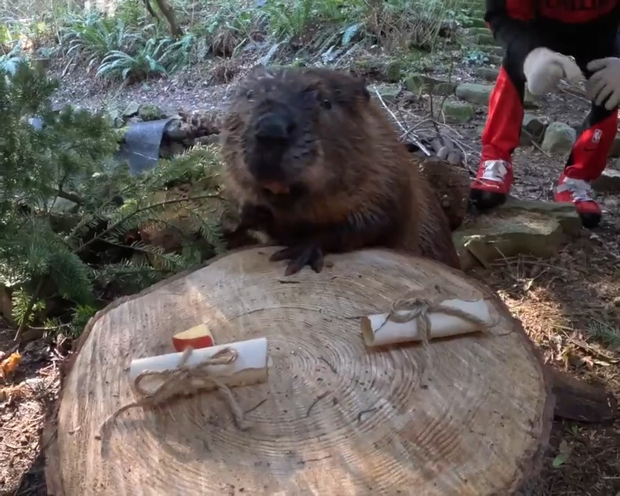 Stumptown Fil’s annual furcast featuring some very special guests 🤭 Portland Trail Blazers #StumptownFil #WeatherBeaver