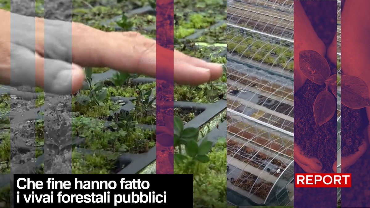 Vivai forestali: nel 2019 la loro capacità produttiva totale era di milioni di piantine ma tra dismissioni e abbandoni è stata notevolmente ridotta. Segui #Report ora in diretta su #Rai3👇