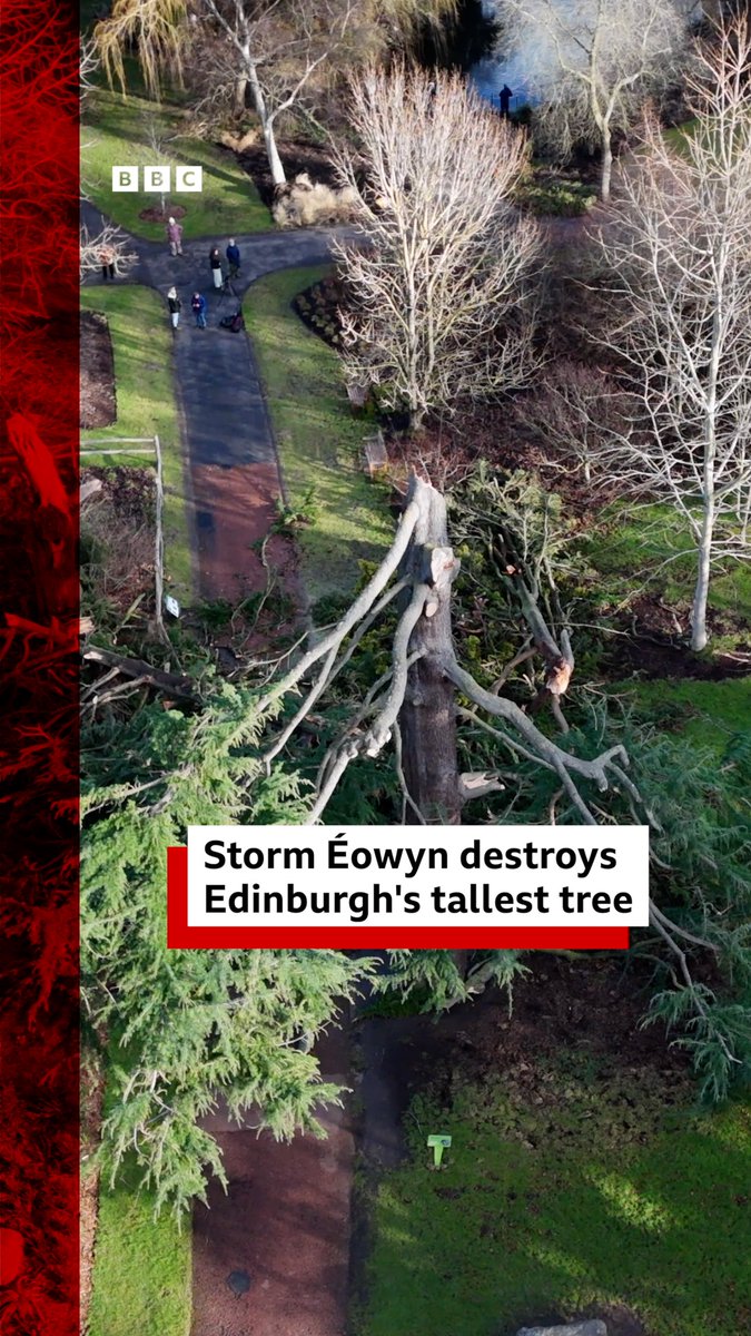 “This is the loss of an old friend” Staff at the Royal Botanic Garden Edinburgh are working to recover from Storm Éowyn, which destroyed the city’s tallest tree