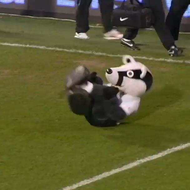On this day in 2008, Fulham mascot Billy the Badger caused a delay to second half kick-off with a breakdancing routine on the pitch. Icon. 🫡