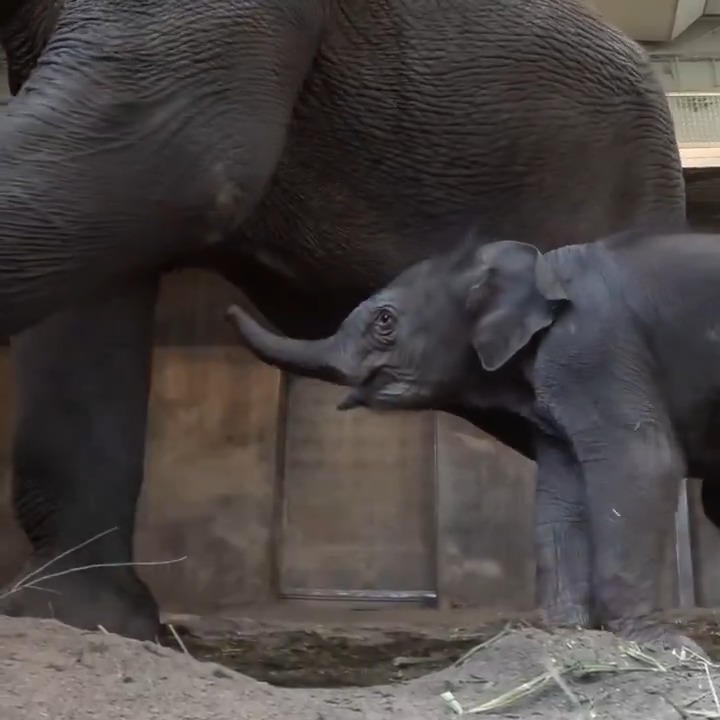 Hi baby! Our elephant family welcomed its tiniest member on Saturday night when Rose-Tu gave birth to a new calf ๐๐