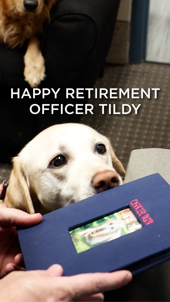 For the last seven years, Officer Tildy has been a staple of the UConn experience. Today, she'll pass her responsibilities to her little sister Jazmine as she officially retires from her duties as UConn's first community outreach dog.