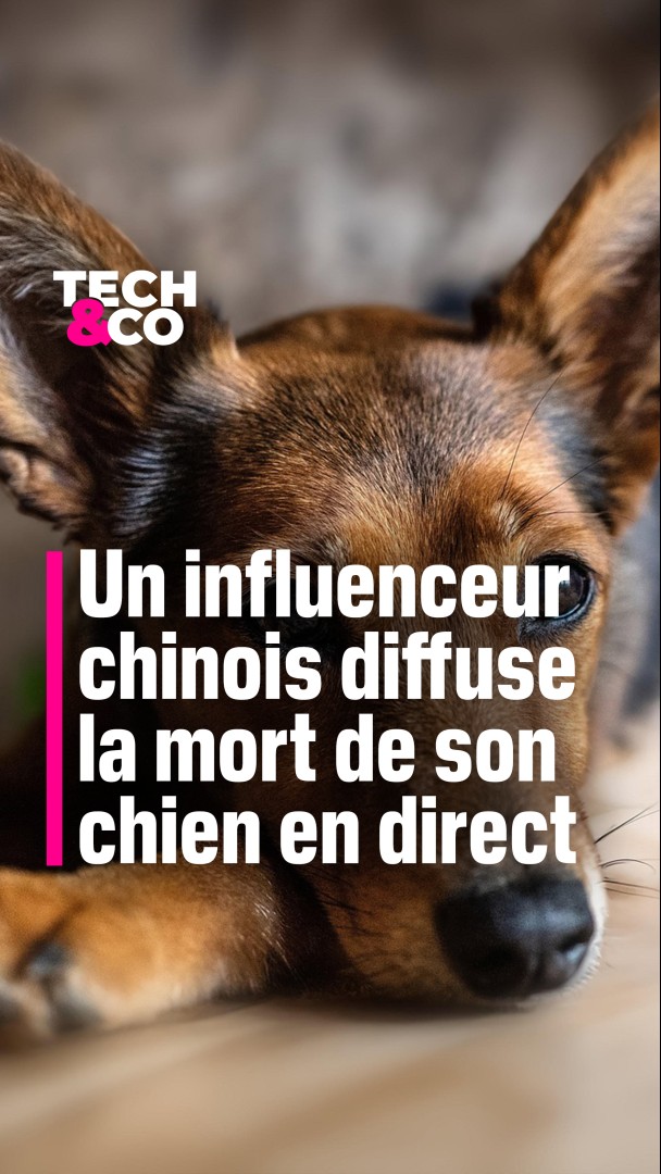 Un influenceur chinois diffuse la mort de son chien en direct