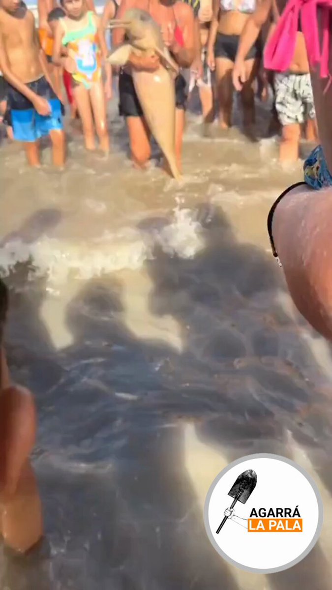 💀LOS MONOS QUE VACACIONAN EN LA COSTA LO HICIERON DE NUEVO 💥Son básicos y primitivos los agentes de patria grande eh 🐒Ver delfín en la orilla, sacar del agua. Foto, foto, foto. Delfín morir pero tenemo' la foto ameo. Mamita, mejor no opino más, así que los dejo todo en sus manos...