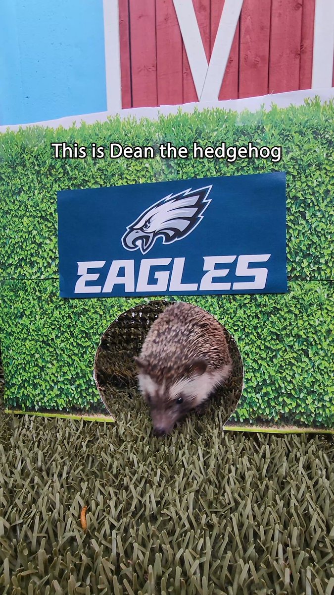 Our animals are NOT trained to poop on command—this is totallyyy unscripted 👀 GO BIRDS🦅🦅 #Eagles #FlyEaglesFly #SuperBowlLIX