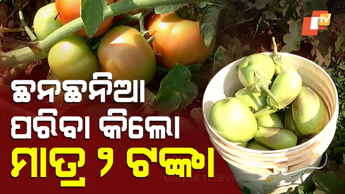 #ଛନଛନିଆ_ପରିବା #କିଲୋ_ମାତ୍ର_୨_ଟଙ୍କା ଟମାଟର କିଲୋ ୨ ଟଙ୍କା, ବାଇଗଣ ୩ ଟଙ୍କା, ଫୁଲ ଓ ବନ୍ଧା କୋବି ମଧ୍ୟ ୨ ଟଙ୍କା। ଏ ଛନଛନିଆ ପରିବା ସବୁ ମିଳୁଛି ବିଶ୍ୱାସ ହେଉ ନଥିବା ଦରରେ। ବଜାରରେ ଯେଉଁ ପରିବାକୁ ଆପଣ ୨୦ରୁ ୨୫ ଟଙ୍କାରେ କିଣୁଛନ୍ତି ସିଏ ଏଠି ମିଳୁଛି ୨ରୁ ୩ଟଙ୍କାରେ । #Vegetable #LowPrice #Rourkela #Odisha #OTV