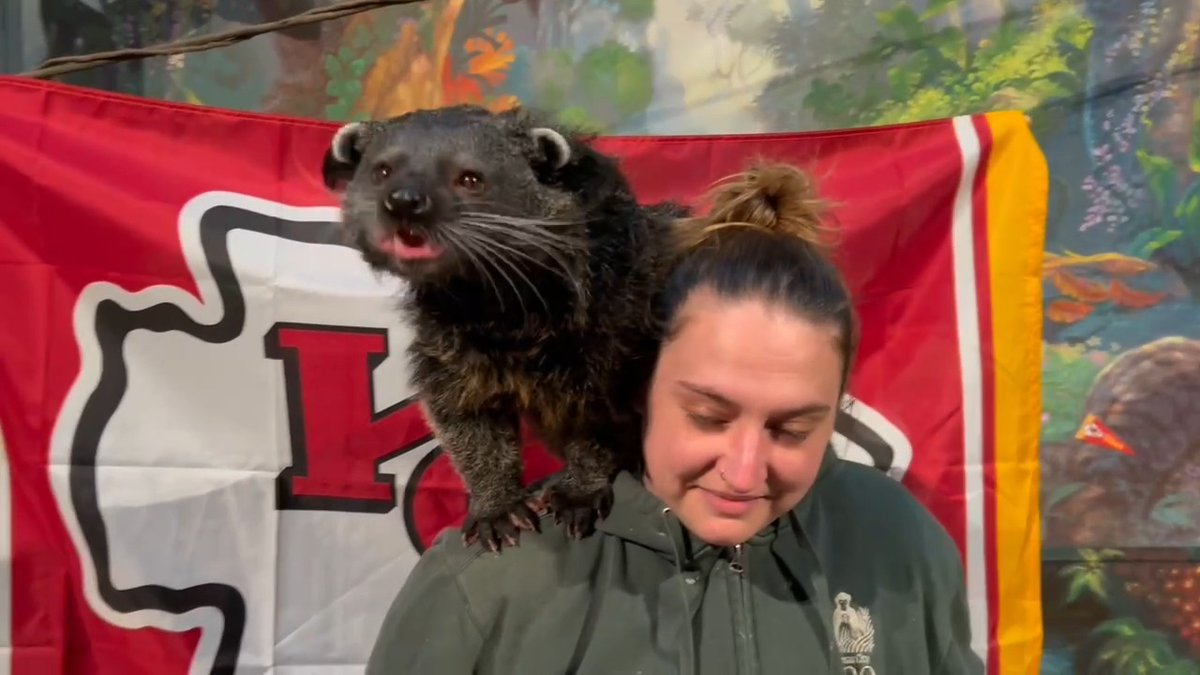From one bearcat to another, Poppy wishes Travis Kelce lots of success this Sunday! He and the Kansas City Chiefs continue to reach #NewHeights. 🙌 Claws up for the Chiefs! New Heights