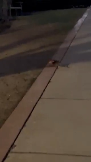 There's a rat carrying a slice of pepperoni pizza on Brookline Ave right now. 📹: 🦘