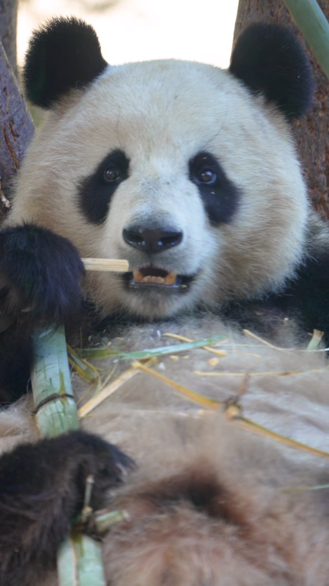 In case you were wondering bamboo can also double as a toothpick