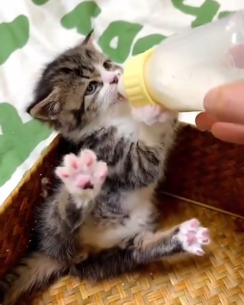 Aww so lovely baby kitty 💕