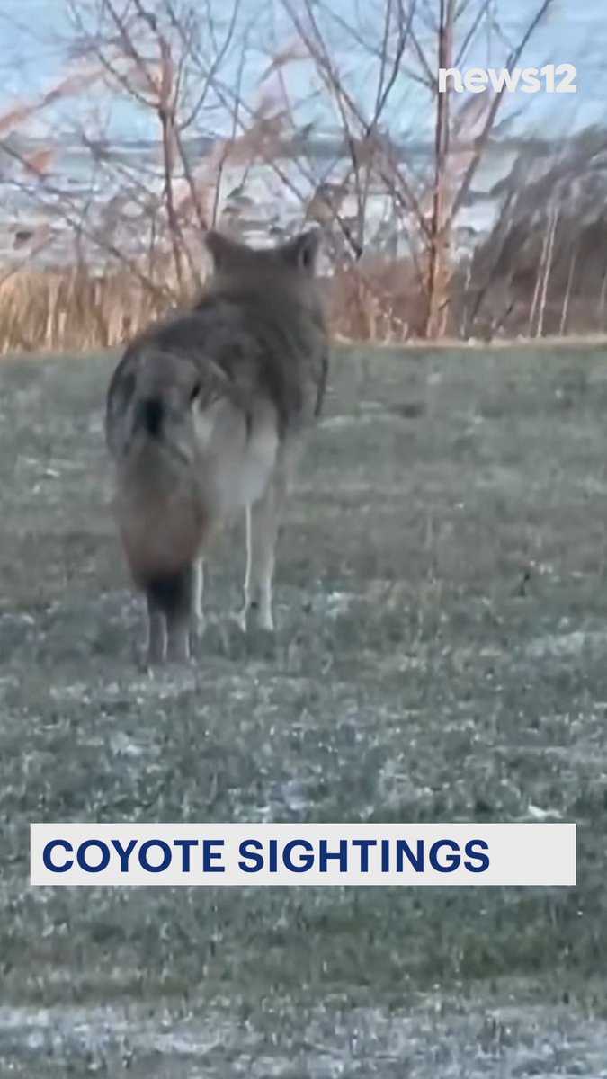 COYOTE SIGHTINGS: Town officials are warning #residents to stay away from the #animals if they see them roaming around. READ MORE: