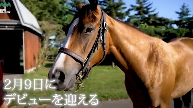 リリーオブザハート が 2月9日(日) 京都競馬場 第5レース 3歳新馬 (芝1600m、12:15発走)でデビューします! デビュー戦の前にスペシャル動画をぜひご覧ください! #BanusySpecialMovie