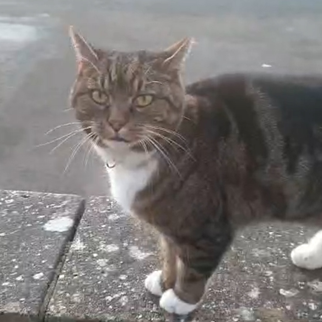 This is the shocking moment that a family cat was subjected to a firework attack, which LBC understands was carried out by a parish councillor. Police concluded that there was insufficient evidence to bring a criminal charge.