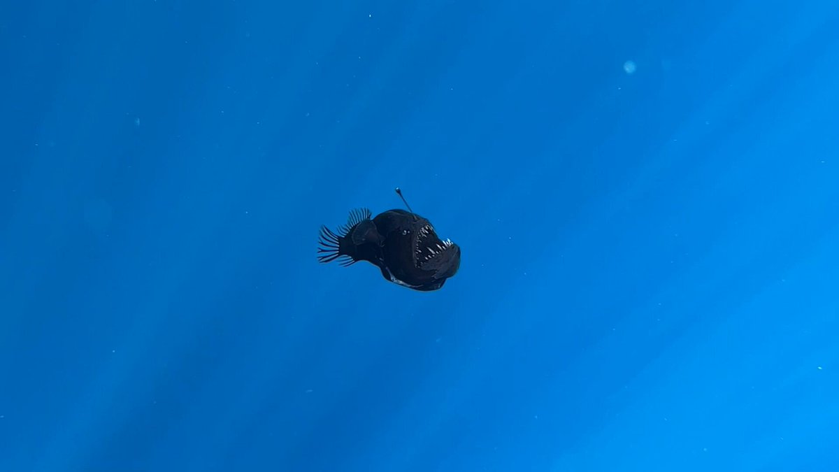 Albirament excepcionalment infreqüent a una platja de Tenerife: capten un diable negre nedant gairebé a la superfície, quan sol viure a 2.000 metres de fondària Imatges: EFE