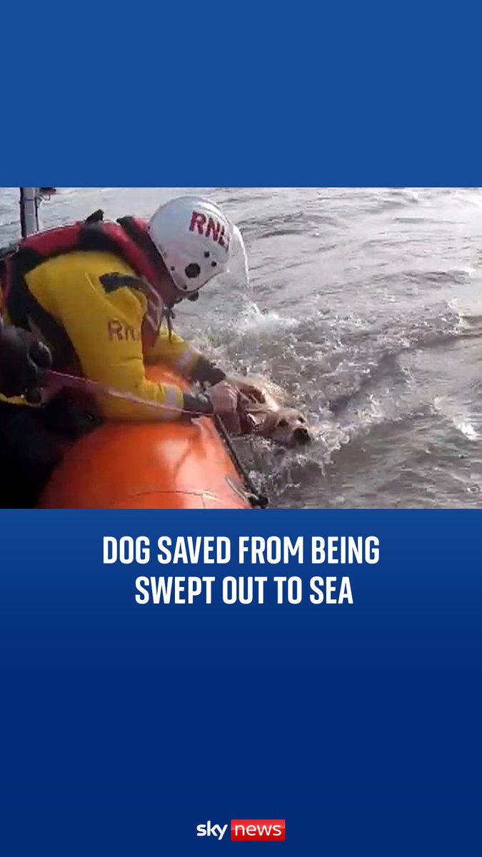 The RNLI rescued the dog, Seren, using a lifeboat as she was swept further and further out to sea. #dog #rescue #wales #skynews