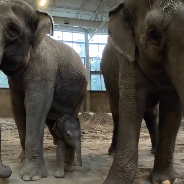 Rose-Tu's baby met Auntie Shine and much trumpeting ensued