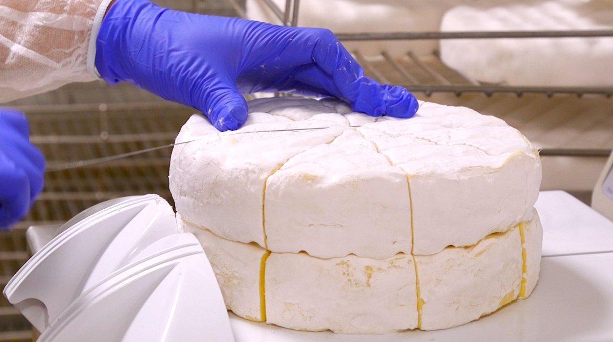 The white mold that makes Brie and Camembert possible has been cloned for over a century—but now it’s on the verge of extinction
