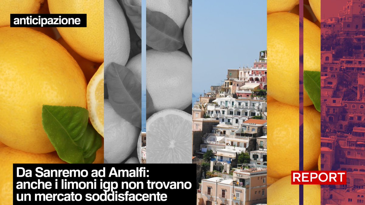 Il “Limone Costa d'Amalfi” Igp vanta una carica di oli essenziali e una buccia spessa ed edibile. Nonostante la sua fama, i coltivatori hanno difficoltà a venderlo a un prezzo congruo rispetto alle spese sostenute per la produzione di un limone di qualità. Stasera 20.30👇