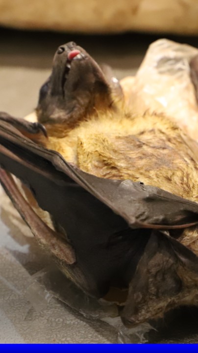 Chauve-souris, pangolin, crocodile…Les douanes de l'aéroport de Roissy trouvent chaque jour des espèces sauvages dans les valises des voyageurs