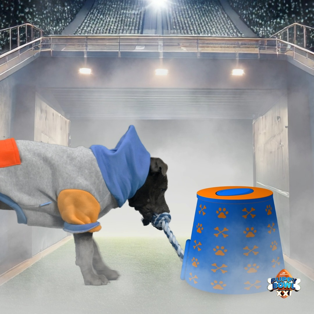 Ready to get FLUFF and RUFF with some pups! 🏈 #PuppyBowl is TODAY at 2p ET | 11a PT on Animal Planet!