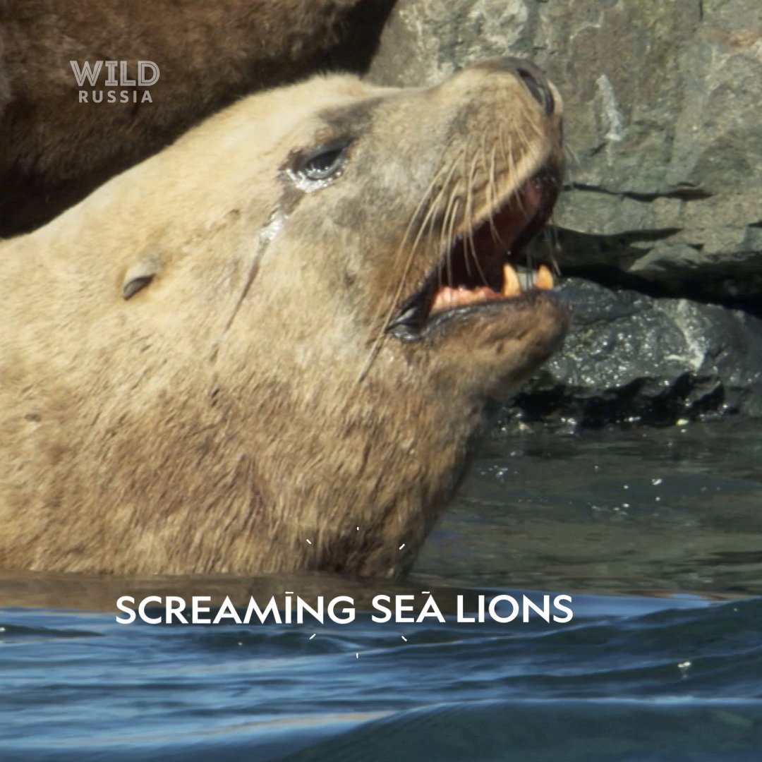 Steller sea lions have some big vocal chops. They're also the largest of the sea lion species and can grow to over 9 feet in length 🦭 #WildRussia is now streaming on Disney+.