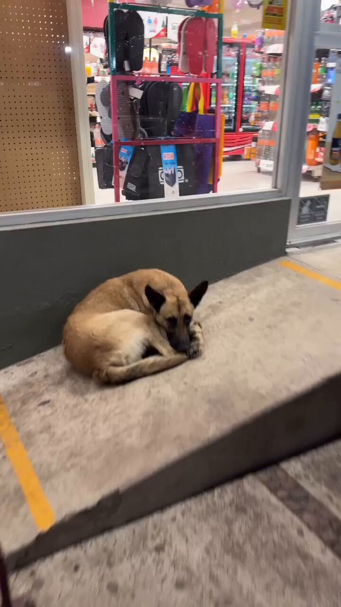 "Não me morda que eu te compro uma janta" Amor de cão é muito puro po ❤️