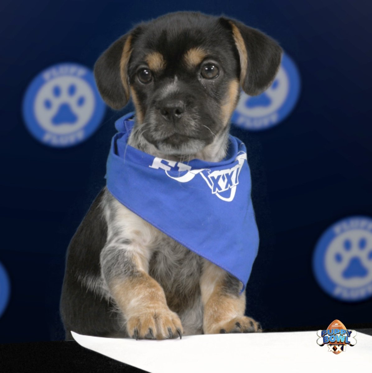 We’d love to fly to victory for you, Bark Kent ! Watch #PuppyBowl TODAY at 2p ET | 11a PT on Animal Planet!