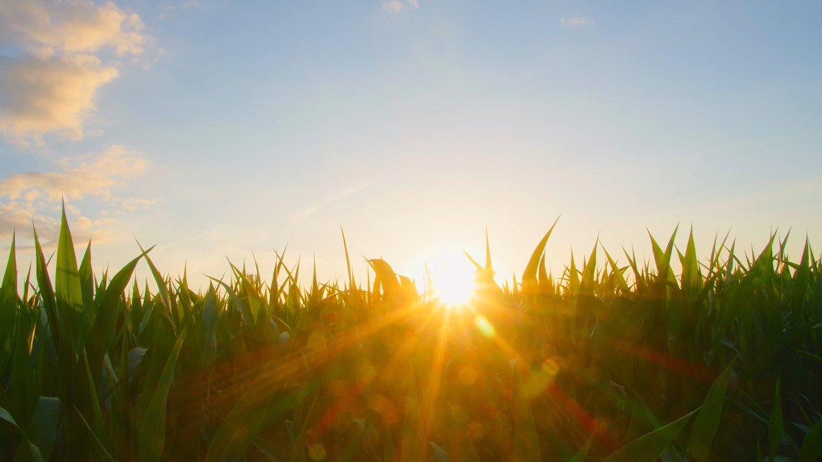 All from corn . . . all for America. Happy #GameDay from the Makers of #AmericasCrop! 🇺🇸 🌽 #SuperBowlLIX 🏈 #SuperBowl2025
