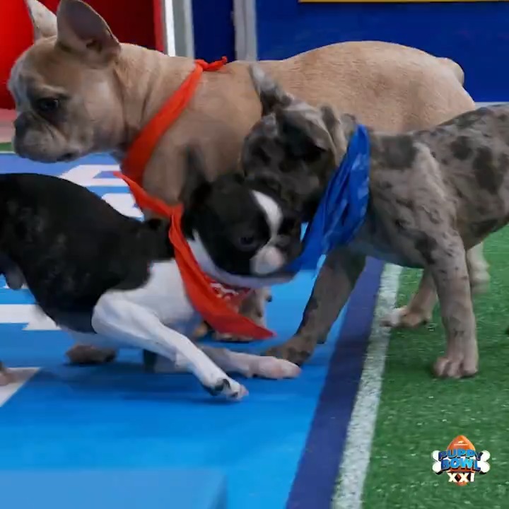 #PuppyBowl is on NOW on Animal Planet 🐶